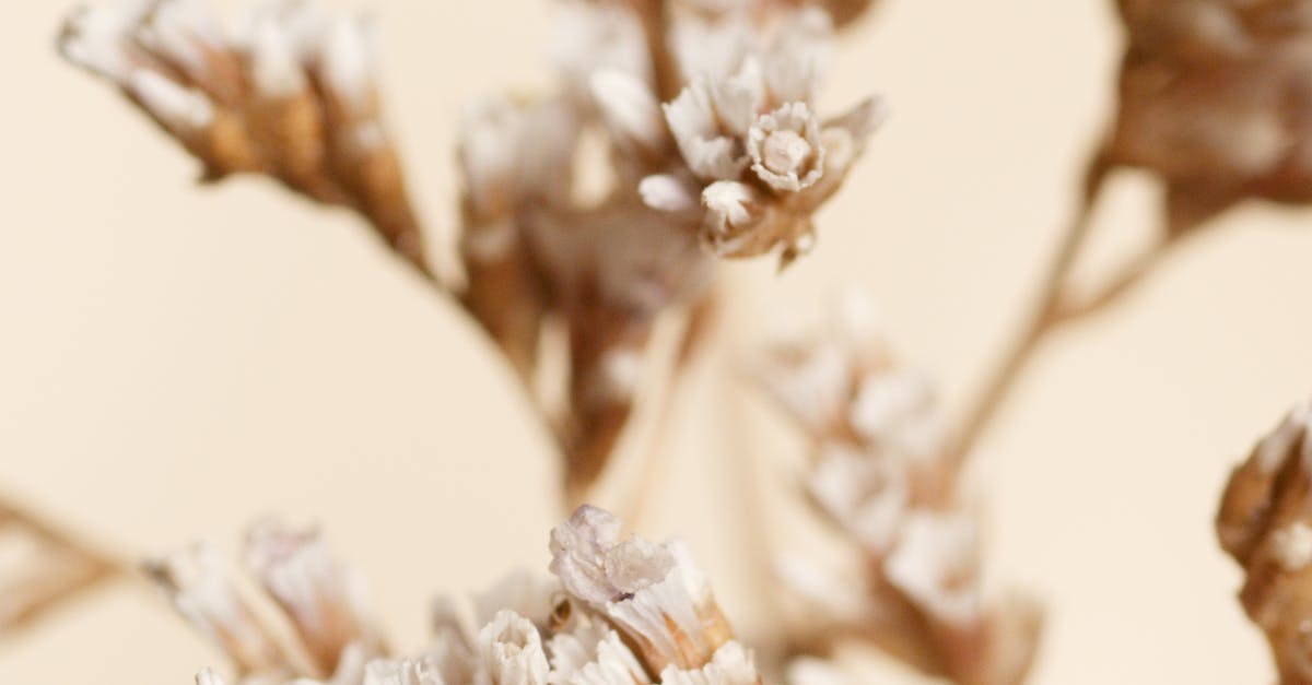 Waarom kiezen voor onze Aadhar Card Enrollment Amen, Drenthe